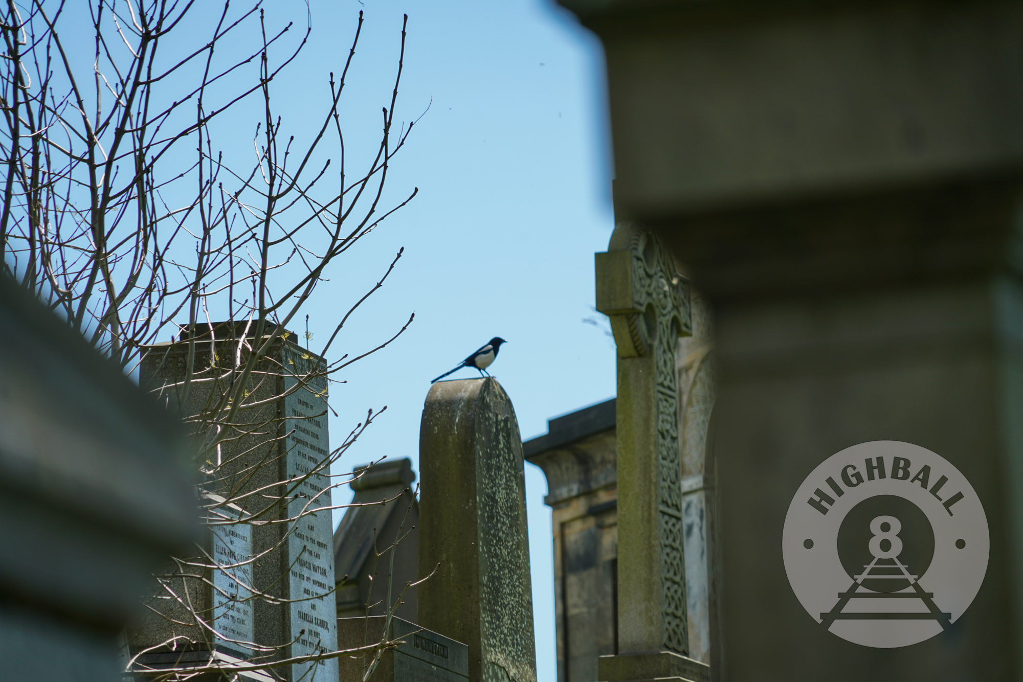Magpie among the gravestones at the Glasgow Necropolis, Glasgow, Scotland, UK, 2018.