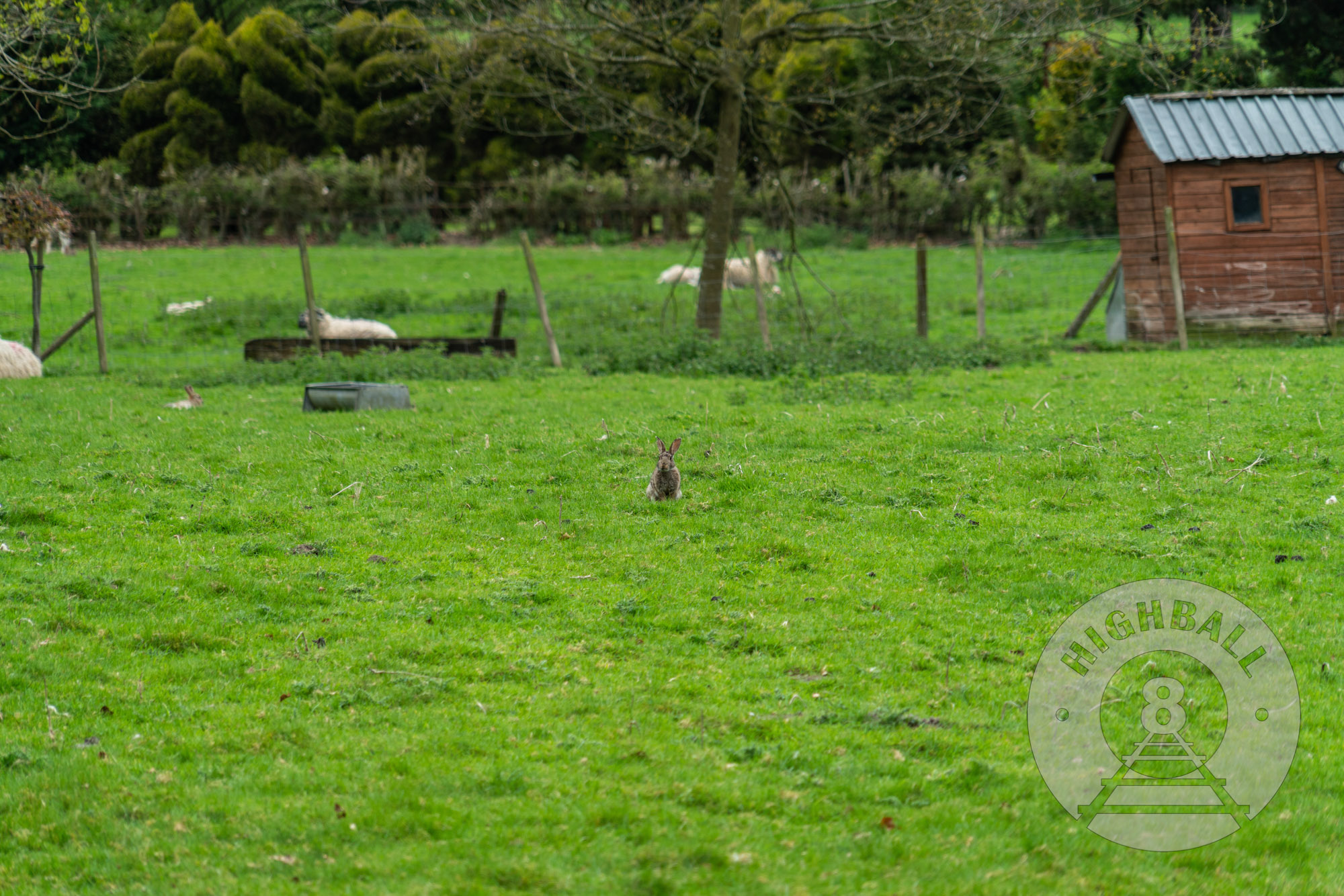 Rabbit in the Peak District, Derbyshire, England, UK, 2018.