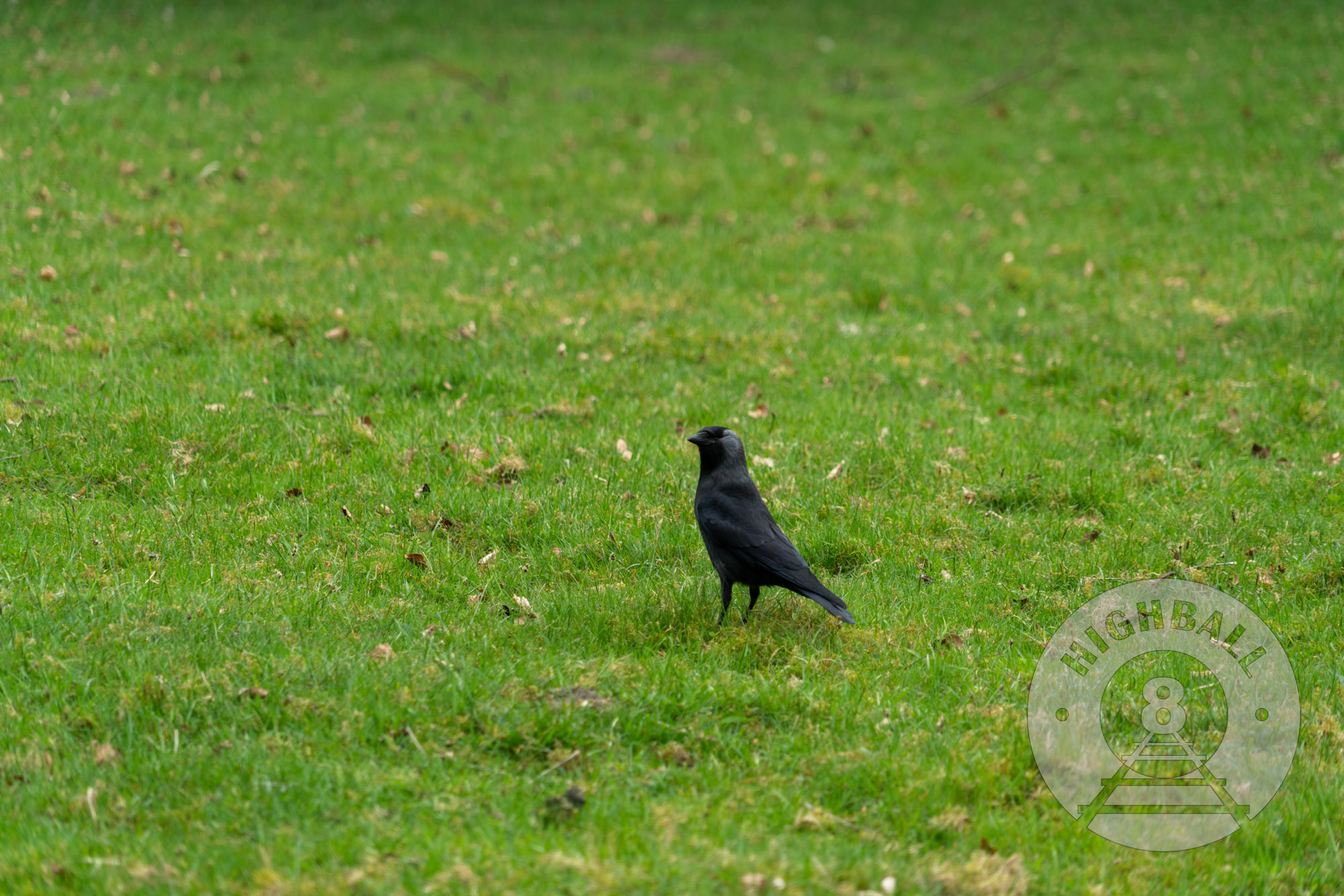 Jackdaw in the Peak District, Derbyshire, England, UK, 2018.