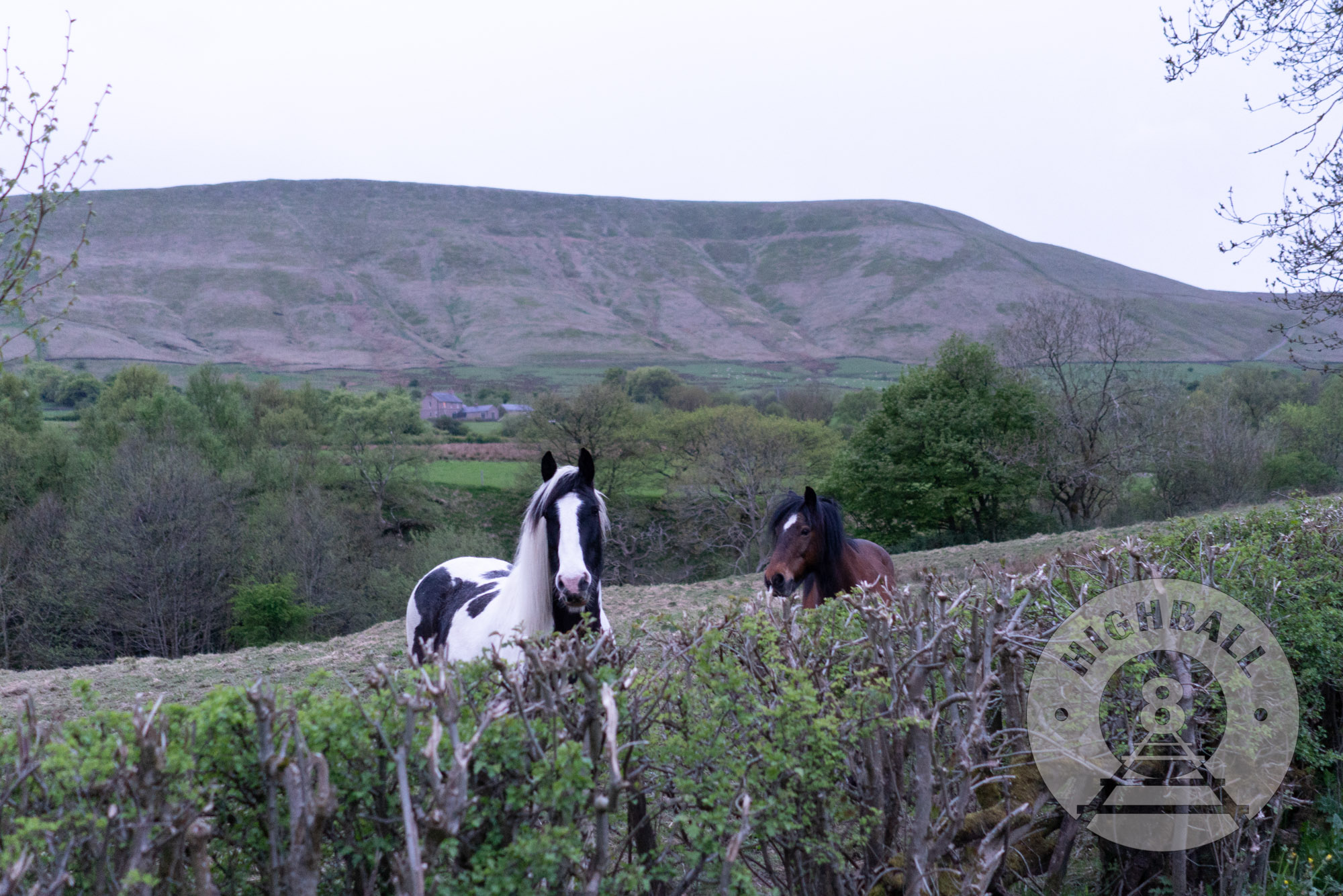 Two horses in the Peak District, Derbyshire, England, UK, 2018.