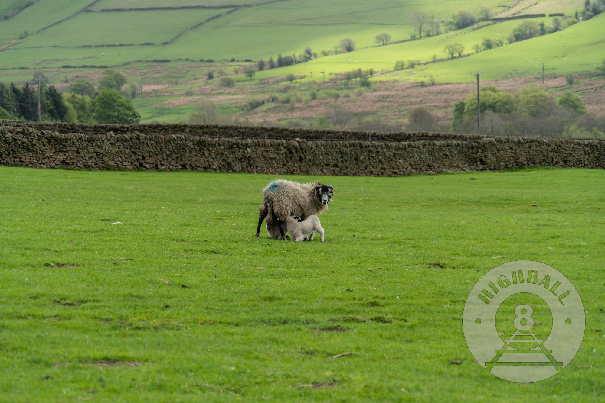 A sheep nursing two lambs in the Peak District, Derbyshire, England, UK, 2018.