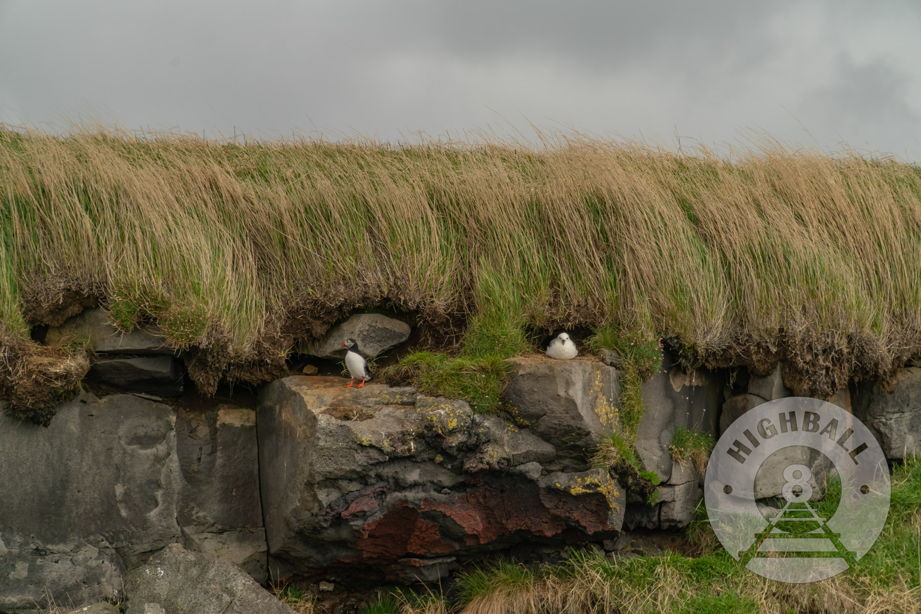 Puffin and gull on Engey Island, Reykjavik, Iceland, 2018.