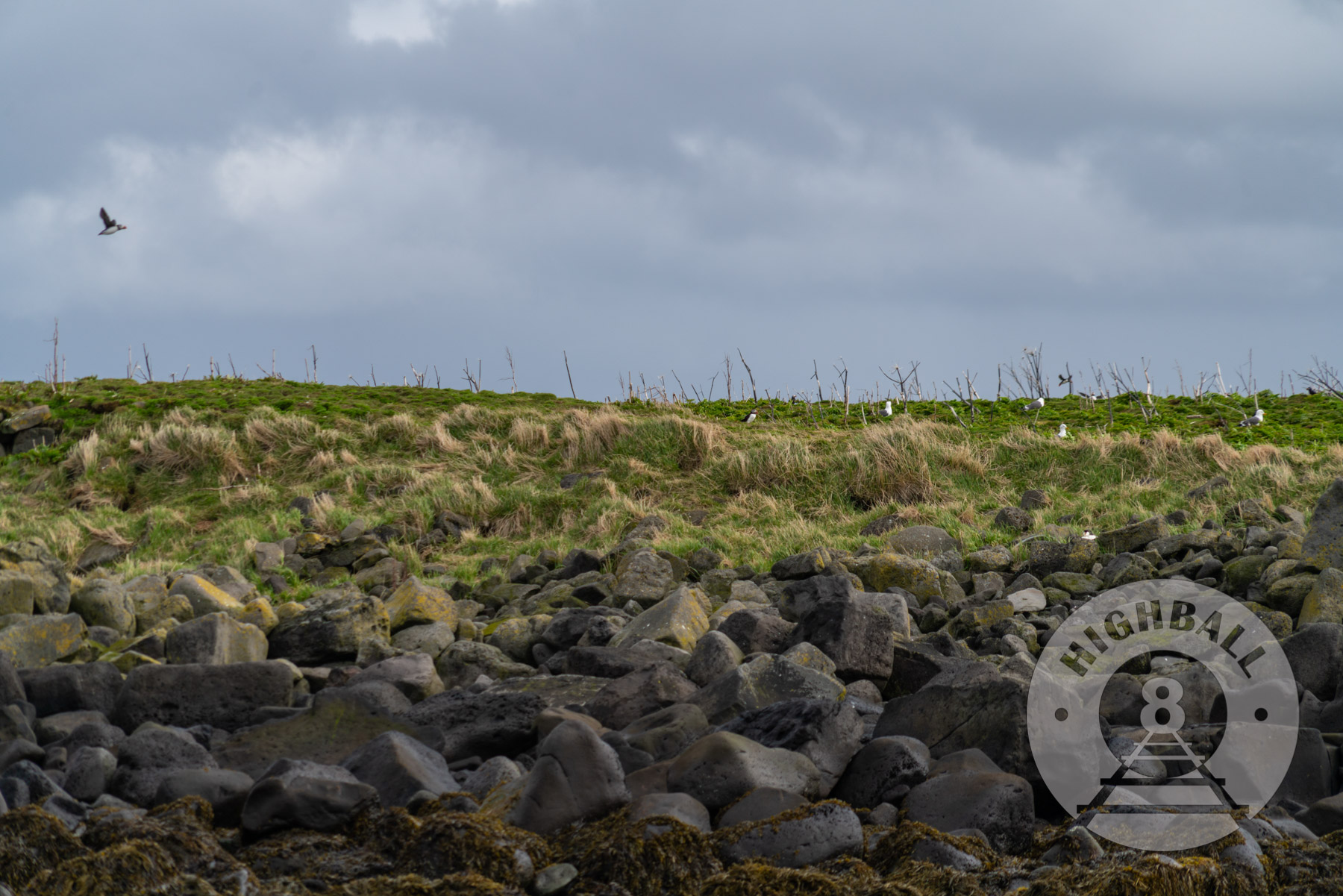 Puffins and gulls on Akurey Island, Reykjavik, Iceland, 2018.