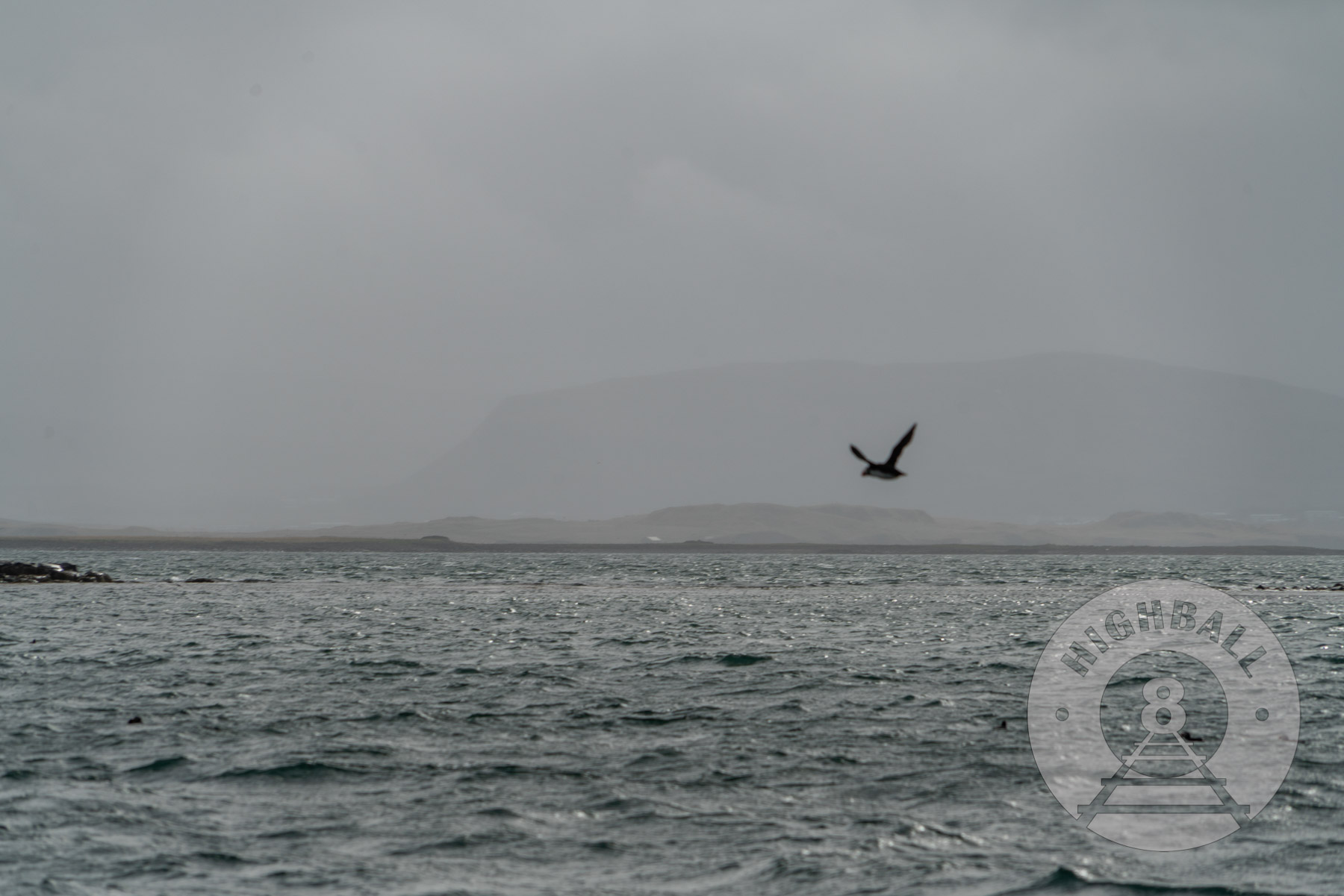 Puffin in flight near Reykjavik, Iceland, 2018.