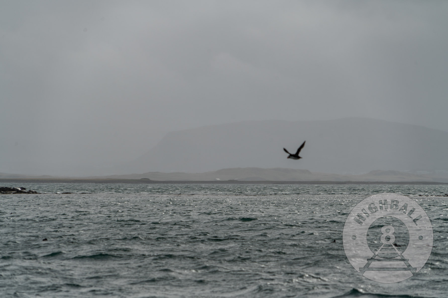 Puffin in flight near Reykjavik, Iceland, 2018.